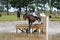 Eventing - Equestrian triathlon