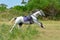 Eventing horse galloping away without rider