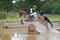 Eventing horse jumping in water complex