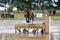 Eventing horse through water complex