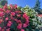 ever-blooming begonia red and white bloom in summer