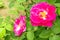Ever blooming roses or hybrid teas
