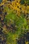 Ever-green plant growing on vulcanic lava field, Tenerife island