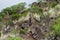 Ever-green plant growing on vulcanic lava field, Tenerife island