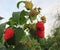 Everbearing, fall-bearing, autumn-fruiting raspberry close up