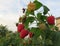 Everbearing, fall-bearing, autumn-fruiting raspberry close up