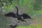 Everglades Anhinga bird