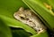 Everglades - Cozy Tree Frog