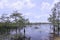 Everglades Cypress Landscape