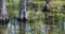 Everglades Florida Cypress trees in swamp river lake 4K