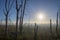 Everglades after forest fire