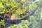 Everglades gator tail under water