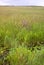 Everglades Grass Landscape