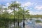 Everglades Landscape 8