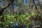 Everglades Landscape reflecting in a swamp