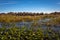 Everglades Landscapes