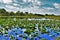 Everglades lilly pad landscape