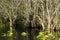 Everglades Mangroves