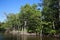 Everglades National Park Mangrove Trees Forest, Florida, USA