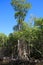 Everglades National Park Mangrove Trees Forest, Florida, USA