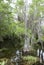 Everglades National Park Wetland Trees
