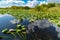 Everglades national park wetlands seen from airboat tour, Florida, United States of America