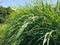 everglades sawgrass against blue sky as background