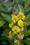 An Everglades Showy Rattle Box Flower