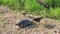 Everglades softshell turtle