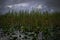 Everglades  tall grass