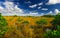 Everglades with tall grasses and lots of mangroves and water