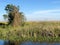 Everglades water and grass and tree