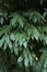 Evergreeen foliage of Cocculus laurifolius