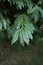 Evergreeen foliage of Cocculus laurifolius