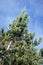 Evergreen against the sky in Antisana Ecological Reserve