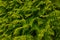 Evergreen background, fresh summer cypress leaves. Green leaves background.Texture of cypress branch.Macro cypress