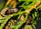 Evergreen Bagworm eating an ornamental cedar