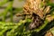 Evergreen Bagworm eating an ornamental cedar