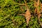 Evergreen Bagworm eating an ornamental cedar