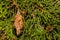 Evergreen Bagworm eating an ornamental cedar