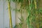 Evergreen Bambusa plant with golden bamboo stem and green leaves on wooden background close up.