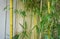 Evergreen Bambusa plant with golden bamboo stem and green leaves on wooden background close up.