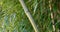 Evergreen Bambusa plant with golden bamboo stem and green leaves on wooden background close up.