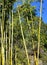 Evergreen Bambusa plant with golden bamboo stem and green leaves on wooden background close up.