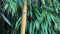 Evergreen Bambusa plants  with golden bamboo stem and green leaves close up.