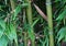 Evergreen Bambusa plants  with golden bamboo stem and green leaves close up.