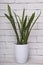 Evergreen beautiful Sansevieria in a pot