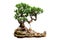 Evergreen bonsai on white