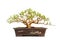 Evergreen bonsai on white