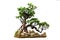 Evergreen bonsai on white